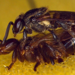 La colonia de abejas asesina a la reina que copula con dos machos