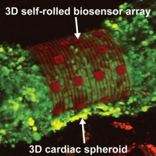 Sensores autoenrollados toman lecturas de células cardíacas en 3D (ING)