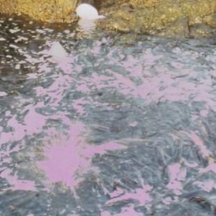 Una avalancha de peces globo sorprende a los bañistas en la isla de El Hierro