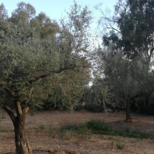 Un herbicida intoxica a miles de olivos que esta campaña dejarán de producir