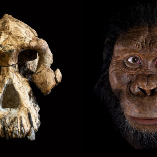 Una cara para el australopiteco más antiguo