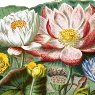 Diseñador restaura y digitaliza un catálogo botánico del siglo XIX