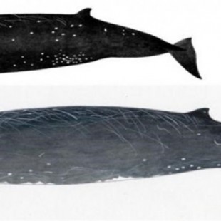 Descubren la Ballena Negra, una nueva especie de cetáceo frente a la costa de la isla japonesa de Hokkaido