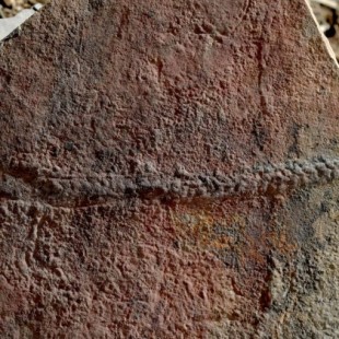 Este es el fósil de un animal que reptaba hace 550 millones de años