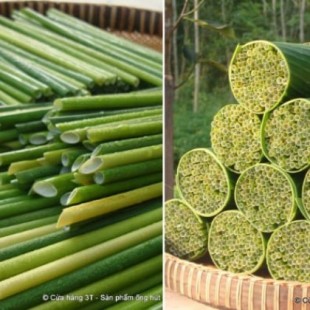Pajitas vegetales, pajitas biodegradables de hierba para luchar contra el plástico