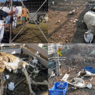 Investigan en Lorca una granja donde animales vivos desnutridos convivían con "cadáveres momificados"