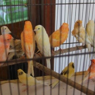 Canarios y aves similares no podrán estar más en jaulas y otros cautiverios