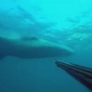 Un buceador se encuentra una ballena en el cabo de Ogoño, en Elantxobe(VIZCAYA)