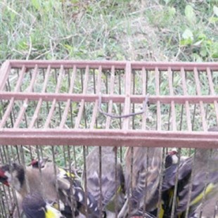 Vox Murcia pide proteger la caza de pájaros por su canto, una práctica sancionada desde la UE