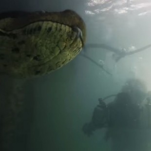 Cara a cara con una anaconda gigante: dos buceadores logran grabarla