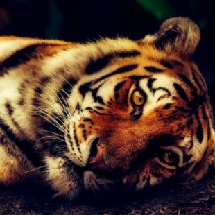 Mueren 86 de los 147 tigres que fueron rescatados de un templo en Tailandia