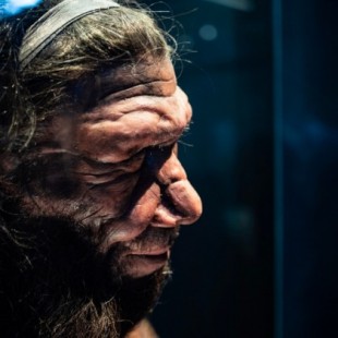 Un estudio sugiere que los Neandertales se extinguieron debido a una enfermedad crónica