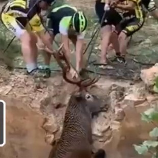 Unos ciclistas evitan que un ciervo muera ahogado en Granada