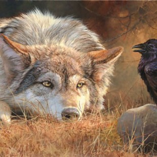 Lobos y cuervos: una relación curiosa (eng) | Menéame