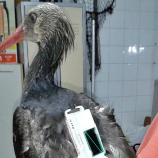 El Seprona investiga a un vecino de Montemolín que abatió cinco ibis eremitas, ave en peligro de extinción