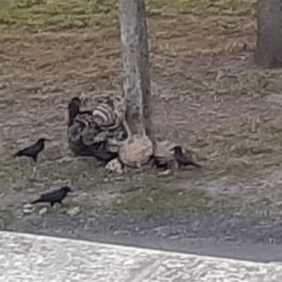 Un vecino de Soutomaior entrena cuervos para combatir a la velutina