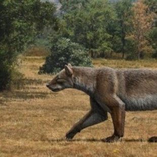 Descubren detalles de un gran carnívoro que vivió hace 9 millones de años