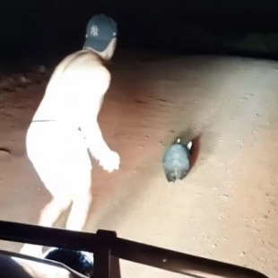 Indignación por video de policía australiano que apedrea un wombat hasta matarlo