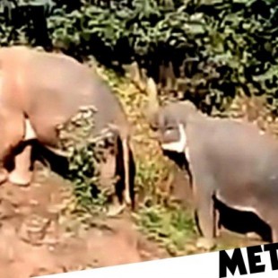 Cinco elefantes mueren intentando salvar a una cría que había caído en una cascada [ENG]