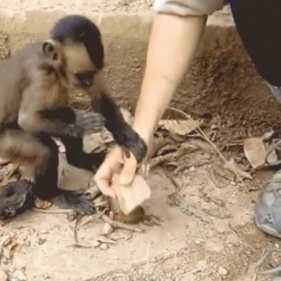 Primate enseña a humanos a usar herramientas para sobrevivir