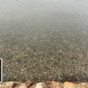 Aparecen miles de peces muertos a orillas del Mar Menor en Villananitos