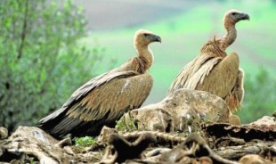 Los ganaderos ya pueden dejar carroñas en el campo para alimento de los buitres