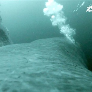 Video captura la alimentación mediante red de burbujas de ballenas jorobadas (ENG)