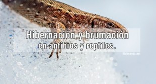 Introducción a la hibernación y brumación en anfibios y reptiles