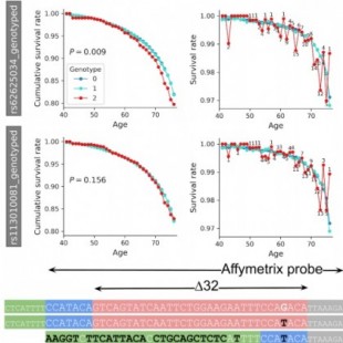 Se retracta el artículo sobre la relación de la mutación CCR5-Δ32/Δ32 y la esperanza de vida