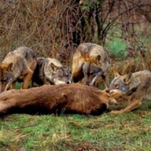 Lobos para proteger el bosque en las comarcas del norte de Cáceres