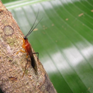 Descubierta una nueva especie de mantis religiosa imitadora de avispas