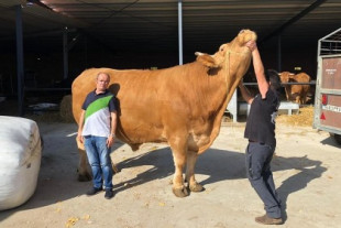 Este buey de raza gallega pesa 2.300 kilos y va a tener los chuletones más grandes (y más caros) de la historia