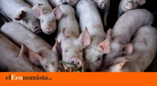 El fortuito resultado tras la muerte de millones de cerdos: China alcanza su objetivo de inflación por primera vez desde