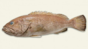 Los australianos han estado comiendo durante años un pescado desconocido para la ciencia
