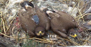 Águilas migratorias acumulan una enorme factura de telefonía movil [EN]