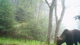 Francia difunde las imágenes captadas por las cámaras de seguimiento de los osos