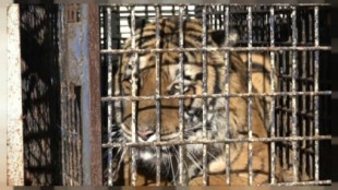 Diez tigres atrapados durante ocho días en la frontera polaca. Uno de ellos ha muerto