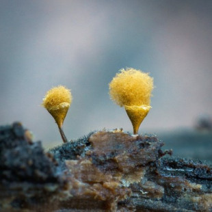Las fantásticas imágenes de hongos de Alison Pollack