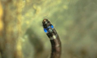 Se descubre el primer insecto sudamericano que emite luz azul (ENG)