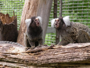 Los monos titíes aprenden un nuevo dialecto cuando se mudan