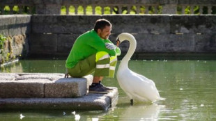 La insólita relación entre un cisne y su cuidador en El Escorial