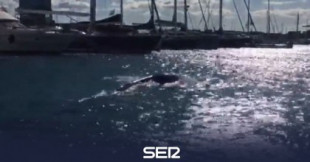 Avistada en el interior de la Marina de València una ballena acompañada de una cría