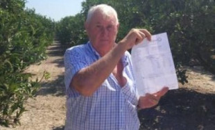 Precio de la naranja: Cien euros por 7.000 kilos en la Ribera