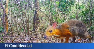 Primer 'ciervo ratón' vietnamita en 30 años: reaparece un animal que se creía extinguido
