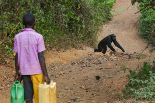 «Vivo con miedo constante»: los enfrentamientos entre humanos y chimpancés en la Uganda rural