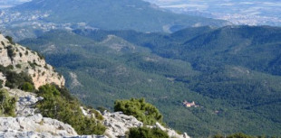 Reforestaciones en España: buenos (y no tan buenos) ejemplos