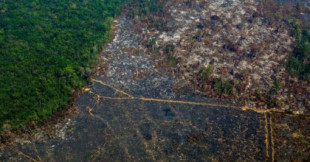 La Amazonia pierde 9.700 km 2 en un año, la mayor deforestación de la década