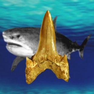 Un tiburón se une a los grandes seres que vivieron con los dinosaurios
