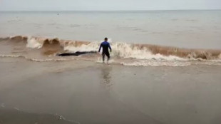 Un bañista rescata a una ballena enana varada en una playa de Málaga