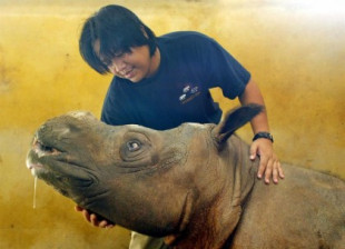 Muere la última rinoceronte de Sumatra en Malasia